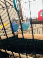 Parakeets for sale 2 of them cage and food included