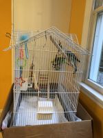 Parakeets blue and green