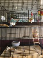 Parakeet For Sale