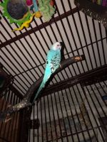 Parakeets for sale