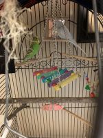 Two Male Parakeets for sale
