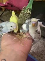 6 Parakeets with Complete Package