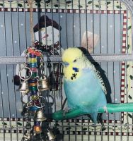 Hand Tamed English Parakeet