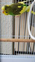 Wonderful parakeets are looking for new home