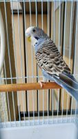 Wonderful parakeets are looking for new home