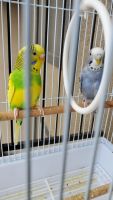 Wonderful parakeets are looking for new home