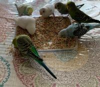 8 parakeet for sale
