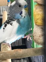 2 parakeets Blue and white (male) green and yellow (female)