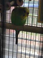 2 parakeets Blue and white (male) green and yellow (female)