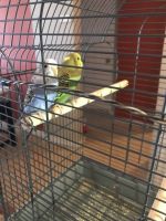 2 parakeet birds for sale with cage