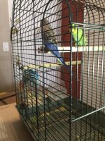 2 parakeet birds for sale with cage