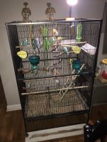 Parakeets and cages