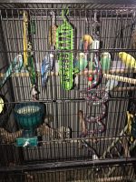 Parakeets and cages