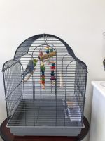 2 parakeet birds with cage