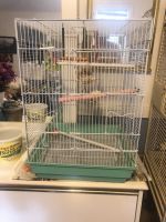 Parakeet for sale