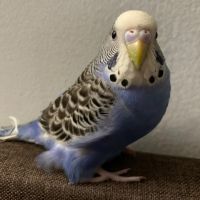 3 Parakeets finding new home!