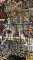 Parakeet Auklet Birds for sale in Lebanon, Tennessee. price: NA