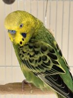 Parakeet Auklet Birds for sale in Aldie, Virginia. price: NA