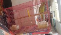 Parrot Birds for sale in Nellore, Andhra Pradesh, India. price: 1000 INR