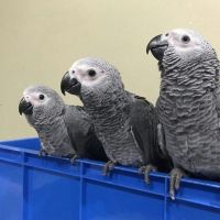 Parrot Birds Photos