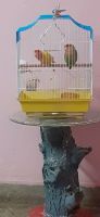Parrot Birds for sale in 8, Tonk Rd, Sanganer, Sector 6, Pratap Nagar, Jaipur, Rajasthan 302029, India. price: 6,000 INR