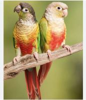 Parrot Birds for sale in North Hollywood, Los Angeles, CA, USA. price: NA
