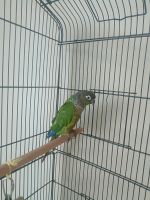 Parrot Birds for sale in Richmond Hill, ON, Canada. price: NA