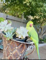 Parrot Birds for sale in Rancho Cordova, CA, USA. price: $10,000