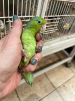 Parrot Birds for sale in East Brunswick, NJ, USA. price: $150