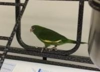 Parrot Birds for sale in Hampstead, MD 21074, USA. price: $295