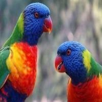 Parrot Birds Photos