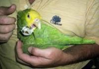 Parrot Birds for sale in Louisville, KY, USA. price: $300