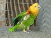Parrot Birds for sale in St. Louis, MO, USA. price: $300