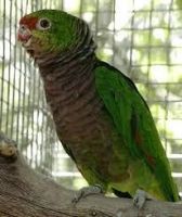Parrot Birds for sale in Las Vegas, NV, USA. price: $300