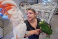 Parrot Birds for sale in Alva, FL 33920, USA. price: $250