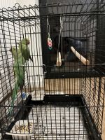 Green two parrot for sale
