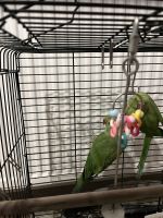 Green two parrot for sale