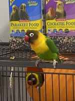 “Budgies for Sale – Healthy and Beautiful” 🐦
