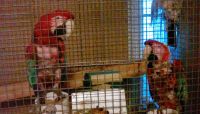 Parrot Birds for sale in Avella, PA 15312, USA. price: $3,000