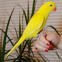 Parrot Birds for sale in Ashburn, VA, USA. price: $350