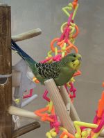 Parrot Birds for sale in Clarksville, TN, USA. price: $45