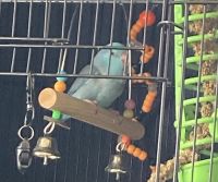 Parrotlet Birds for sale in Tampa, FL, USA. price: NA