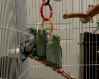 Parrotlet Birds for sale in Madison, MN 56256, USA. price: $100
