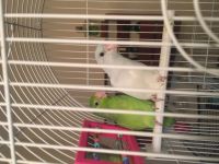 Parrotlet Birds for sale in Fort Worth, TX, USA. price: $200