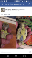 Parrotlet Birds Photos