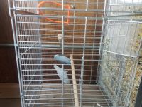 Parrotlet Birds for sale in New Britain, CT, USA. price: $225