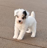 Parson Russell Terrier Puppies for sale in Long Grove, Iowa. price: $800