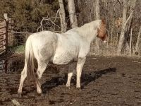Paso Fino Horses Photos