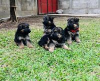 Pastor Garafiano Puppies for sale in 1309 Coffeen Ave, Sheridan, WY 82801, USA. price: $2,900