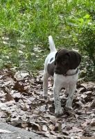 Patrick Shane gammill